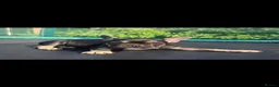 French Bulldog dogs for sale: 2 Stunning French bulldog puppies DROPPED PRICE  - Advert 13