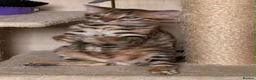 Bengal cats for sale: Male Bengal Kittens for sale - Advert 22