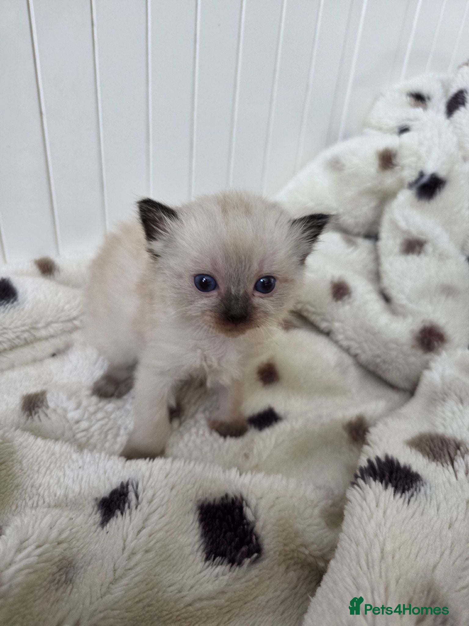 Ragdoll cats Ragdolls kittens. - Advert 2