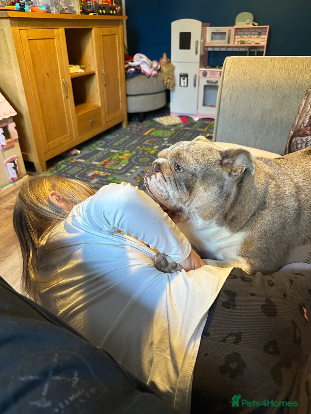 English Bulldog dogs for sale: Bella Baby - Advert 2