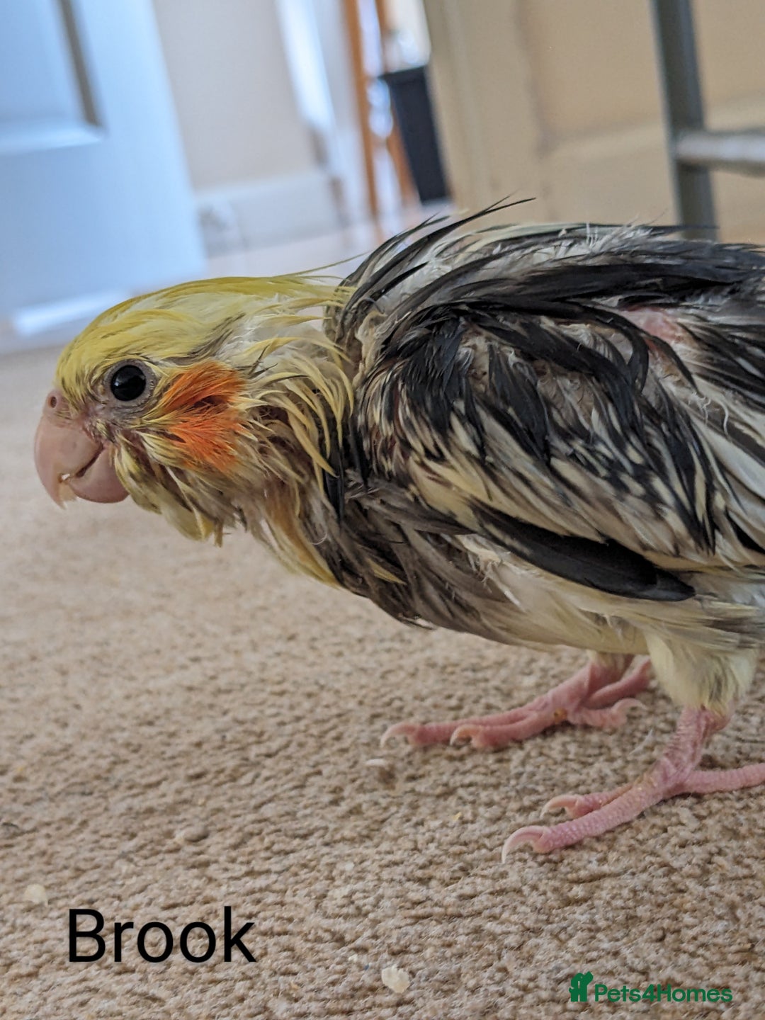 Cockatiels birds for sale: Hand-Reared male + female Cockatiels - Image 4