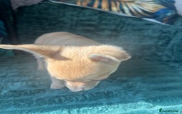 Chihuahua dogs for sale: Stunning chihuahua puppies  - Image 15