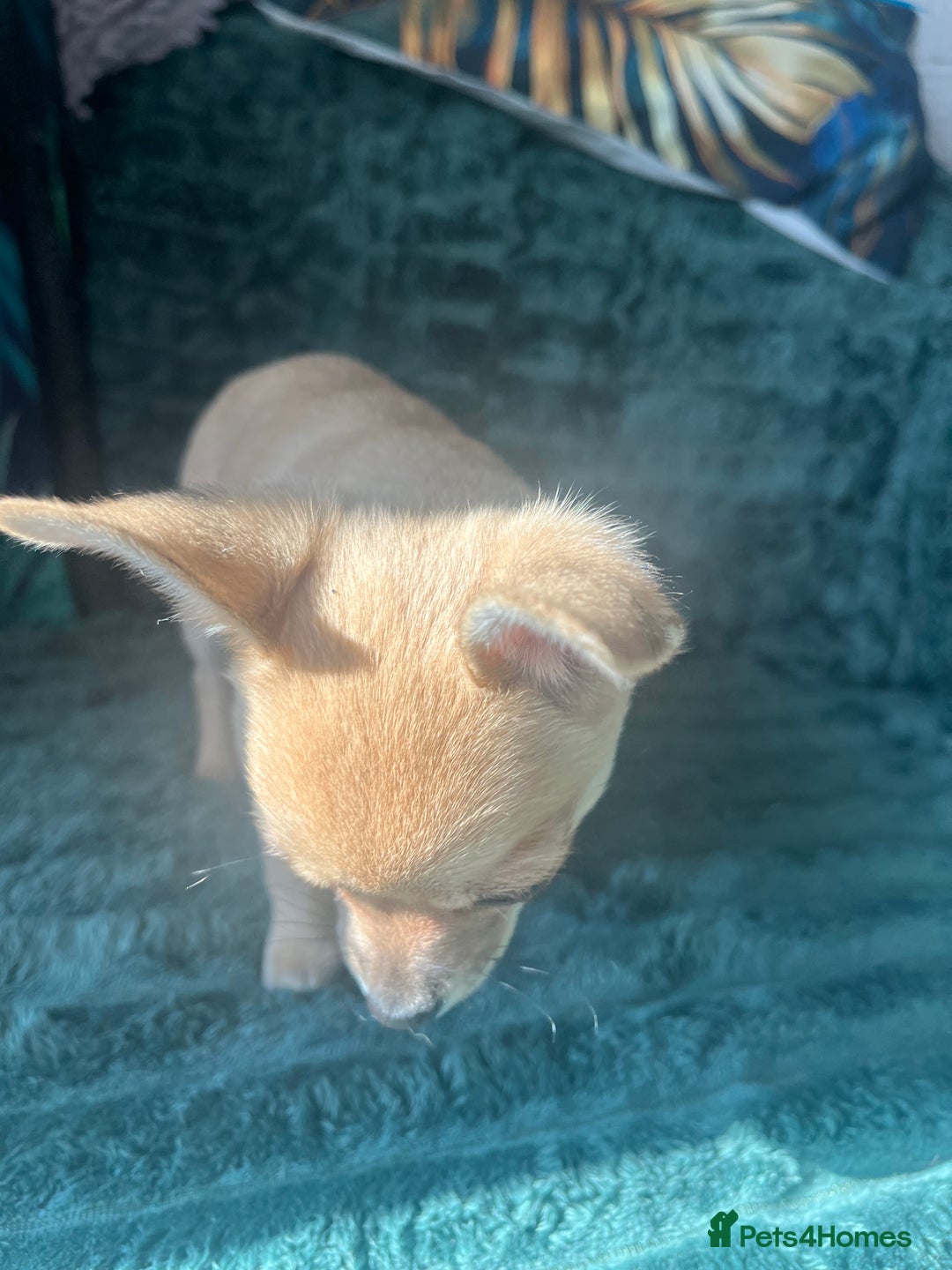 Chihuahua dogs for sale: Stunning chihuahua puppies  - Image 15
