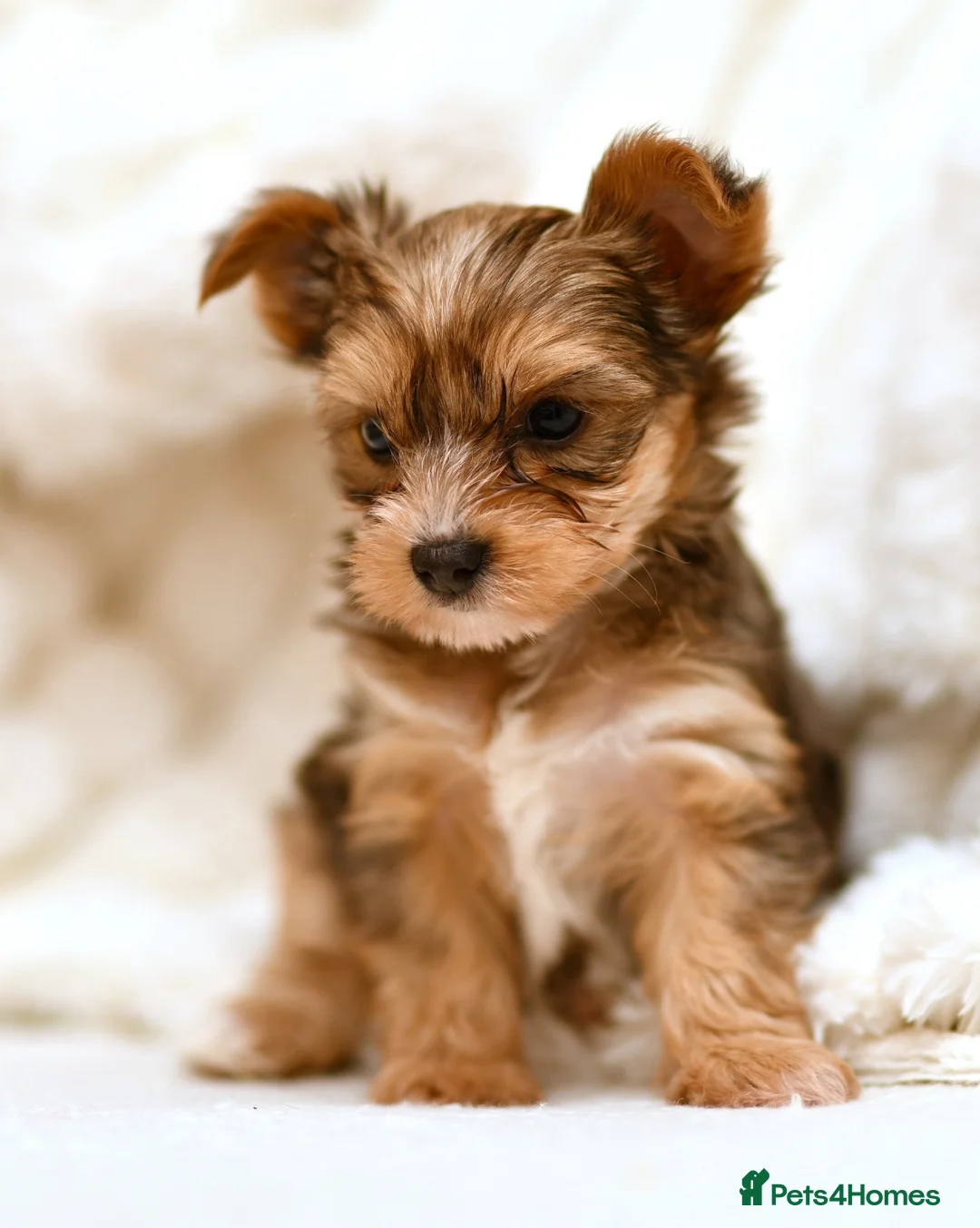 Yorkshire Terrier dogs for sale: CUTE YORKIES MERLES BLUE EYES - Advert 4