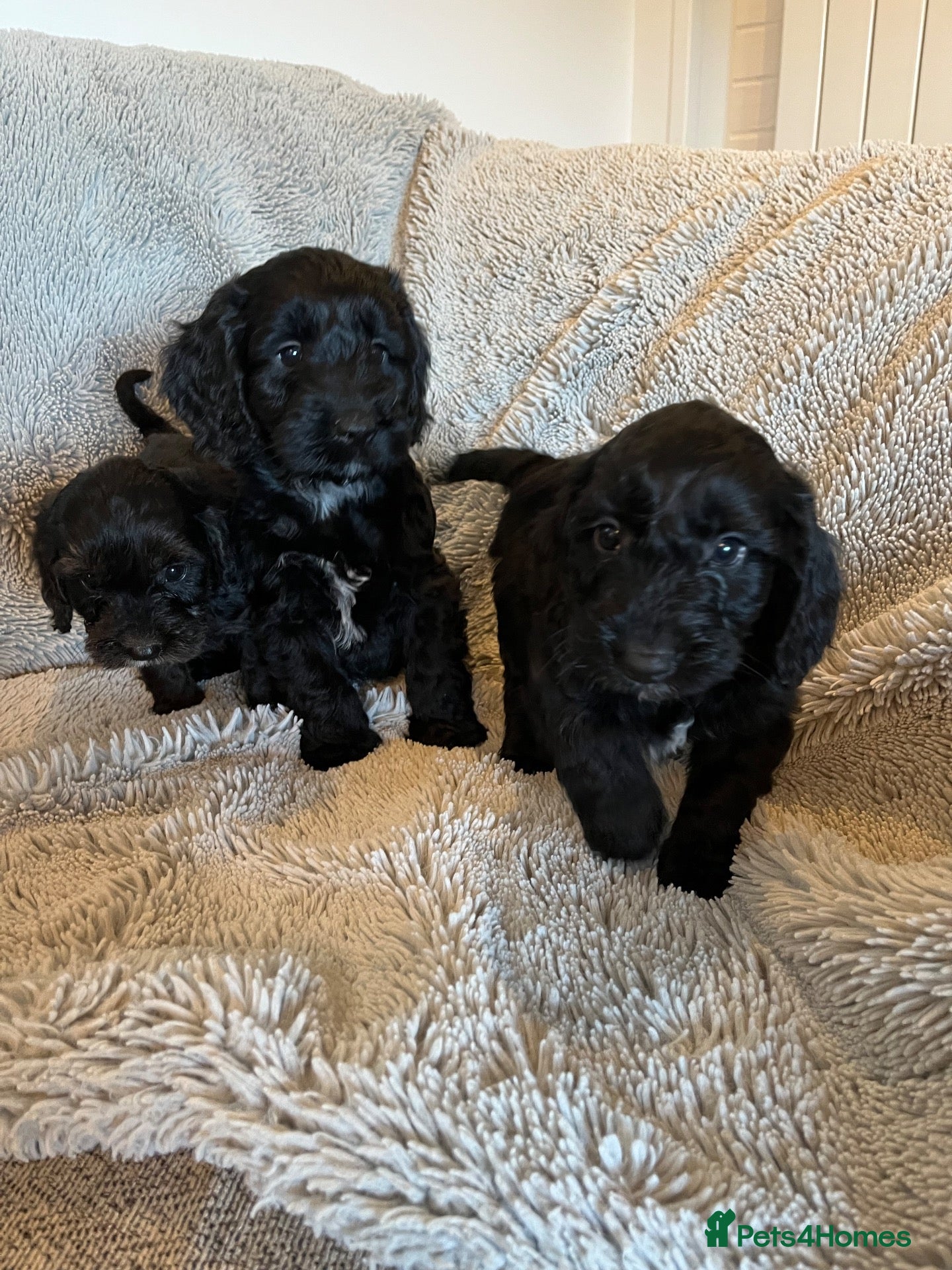 Cockapoo dogs 7 beautiful F1 Cockapoo puppies, brown and black.  - Advert 2