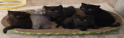 British Shorthair cats for sale: Beautiful Black BSH Kittens £995 GCCF ready 18/9 - Advert 4