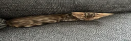 Bengal cats for sale: Bengal kitten - Advert 4