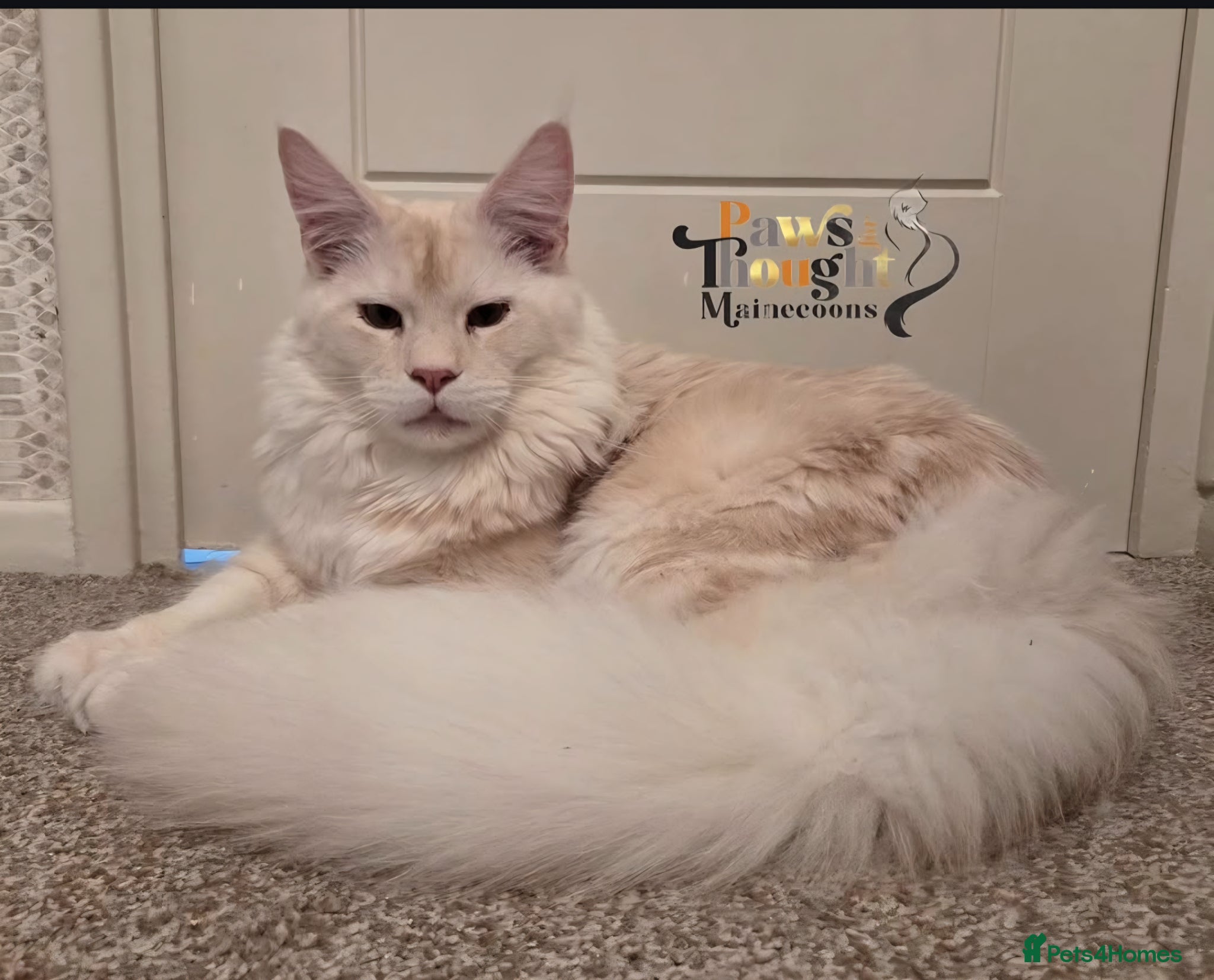 Maine Coon cats Stunning ACTIVE proven Male  - Advert 4