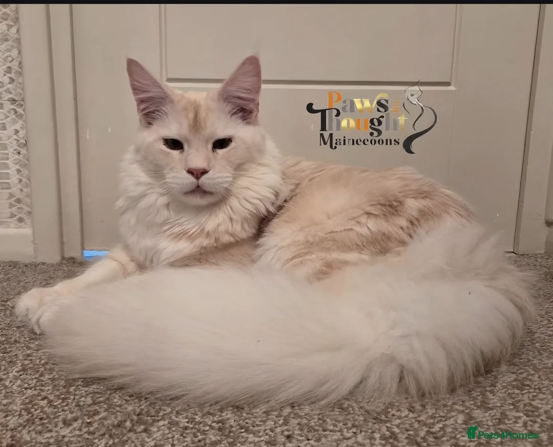 Maine Coon cats for sale: Stunning ACTIVE proven Male  in Gillingham - Advert 1