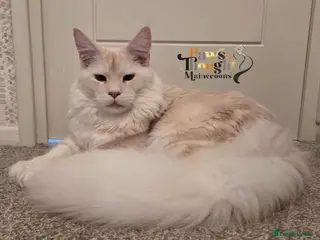 Maine Coon cats Stunning ACTIVE proven Male - Advert 17