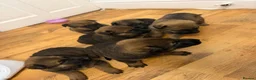 Mixed Breed dogs for sale: Loving Puppies Ready to Leave Soon in Stoke-on-Trent - Advert 8