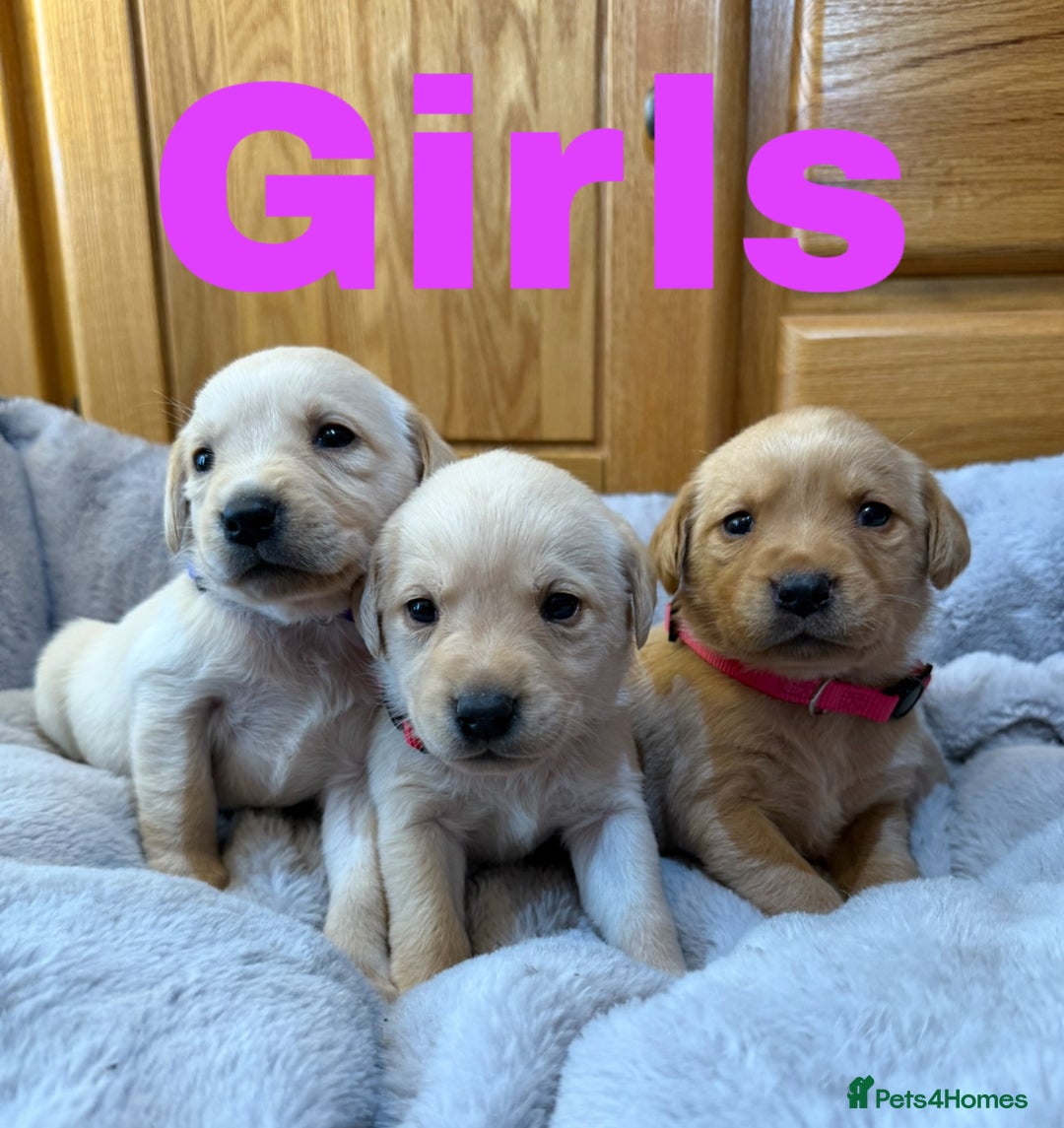 Labrador Retriever dogs for sale: Lovely Purebred Labrador Puppies - Advert 10