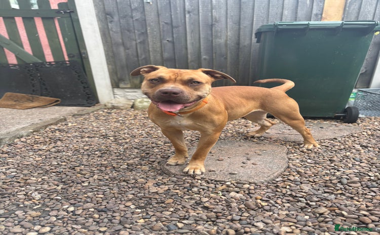 Mixed Breed dogs - Advert 1