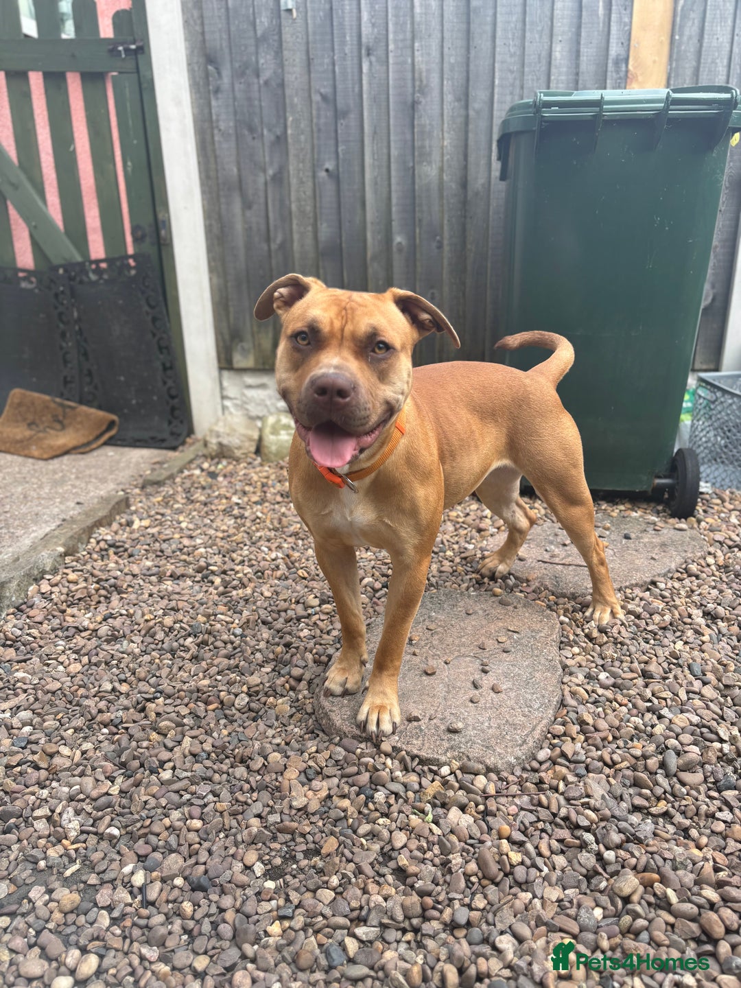 Mixed Breed dogs for sale: American bully - Image 1