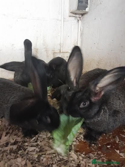 Continental Giant rabbits continental giant rabbits for sale ready go  now - Advert 1