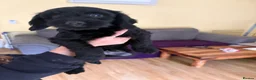 Sproodle dogs for sale: Gorgeous sproodles for sale  - Advert 6
