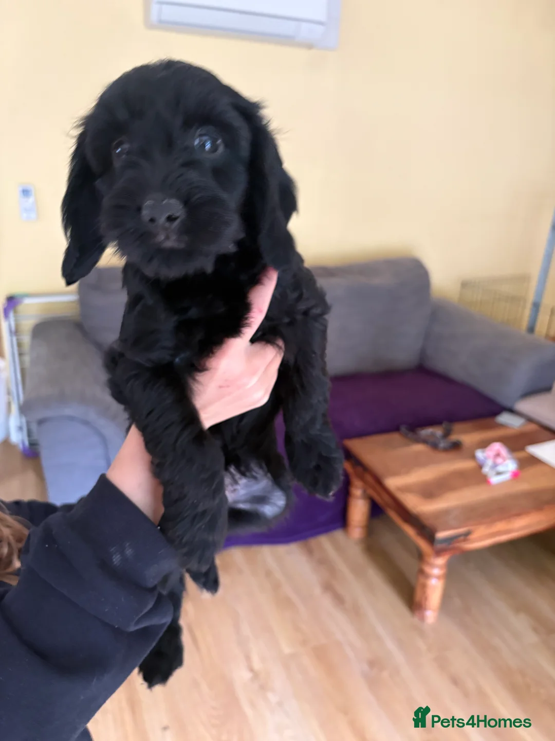 Sproodle dogs for sale: Gorgeous sproodles for sale  - Advert 6