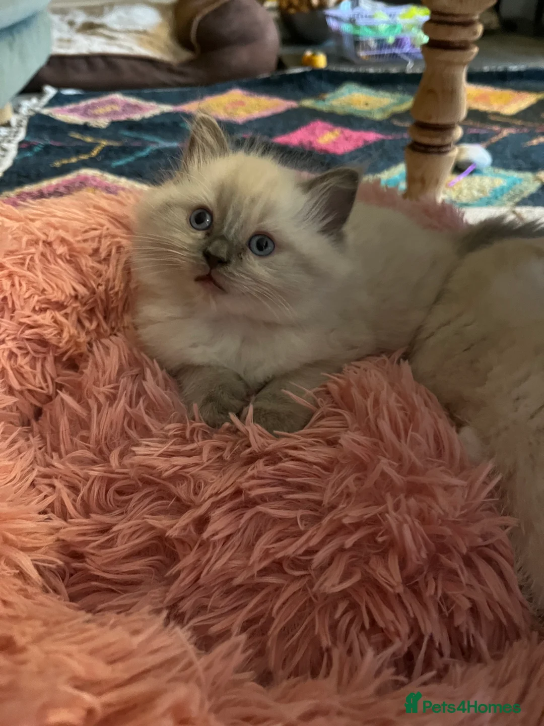 Ragdoll cats for sale: 2 x Fluffy Ragdoll x BSH kittens - Advert 9