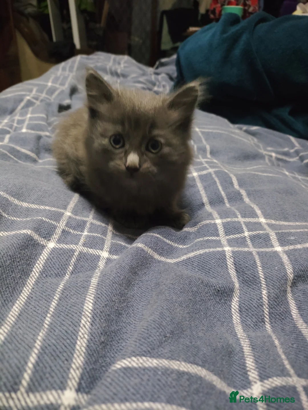 Mixed Breed cats for sale: Mixed breed female kitten  - Advert 4