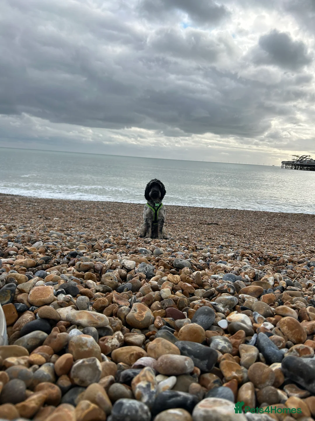 Cockapoo dogs for stud: Blue Roan & Tan-Phantom Stud in Lingfield - Advert 3