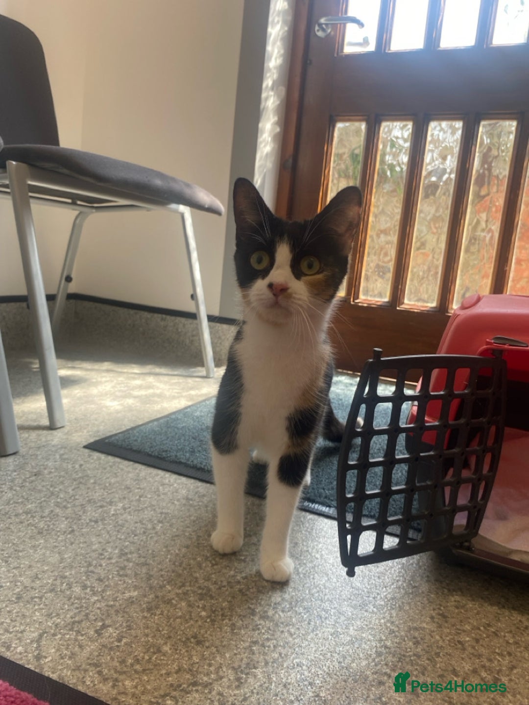 Domestic Shorthair cats for sale: Two kittens looking for a home  - Image 5