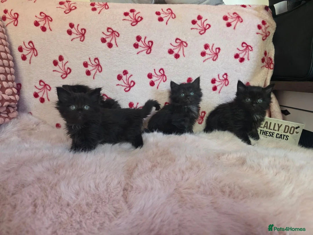 Maine Coon cats for sale: Maine coon - Advert 10