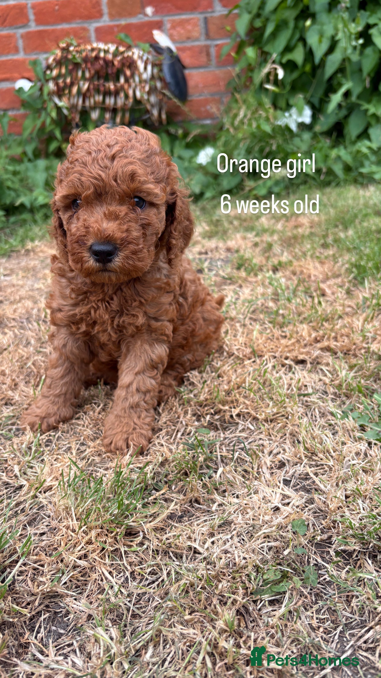 Cockapoo dogs Beautiful All Fox Red F1BB Cockapoo Puppies  - Advert 2