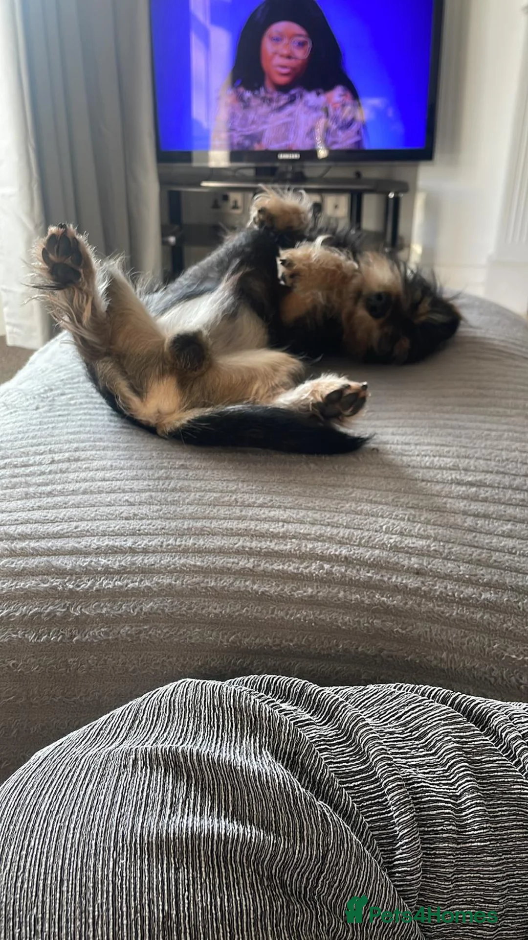 Mixed Breed dogs for sale: Re homing  - Advert 8