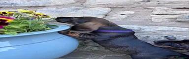 Puppy 2