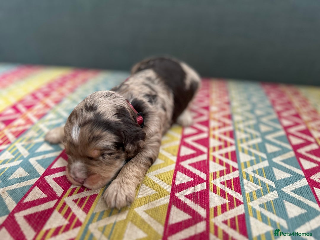 Cockapoo dogs for sale: Beautiful Cockapoo’s - Advert 10