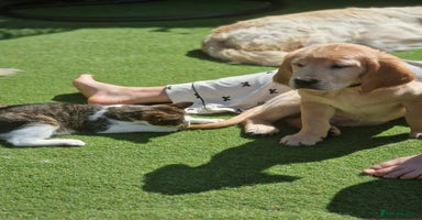 Golden Retriever dogs in Aberystwyth - Advert 5
