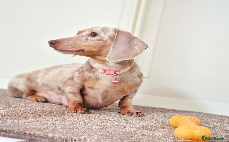 Dachshund dogs - Advert 11