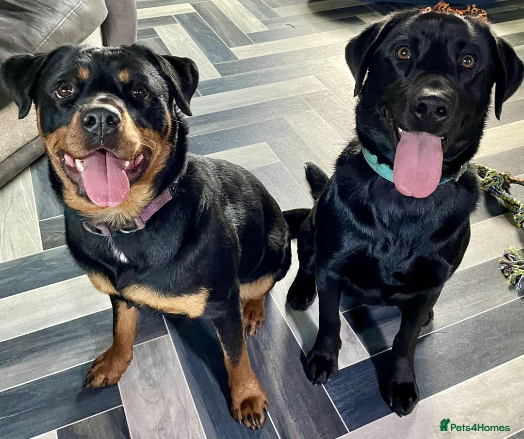 Mixed Breed dogs for sale: YOUR NEW BEST FRIEND IS WAITING!  - Image 40