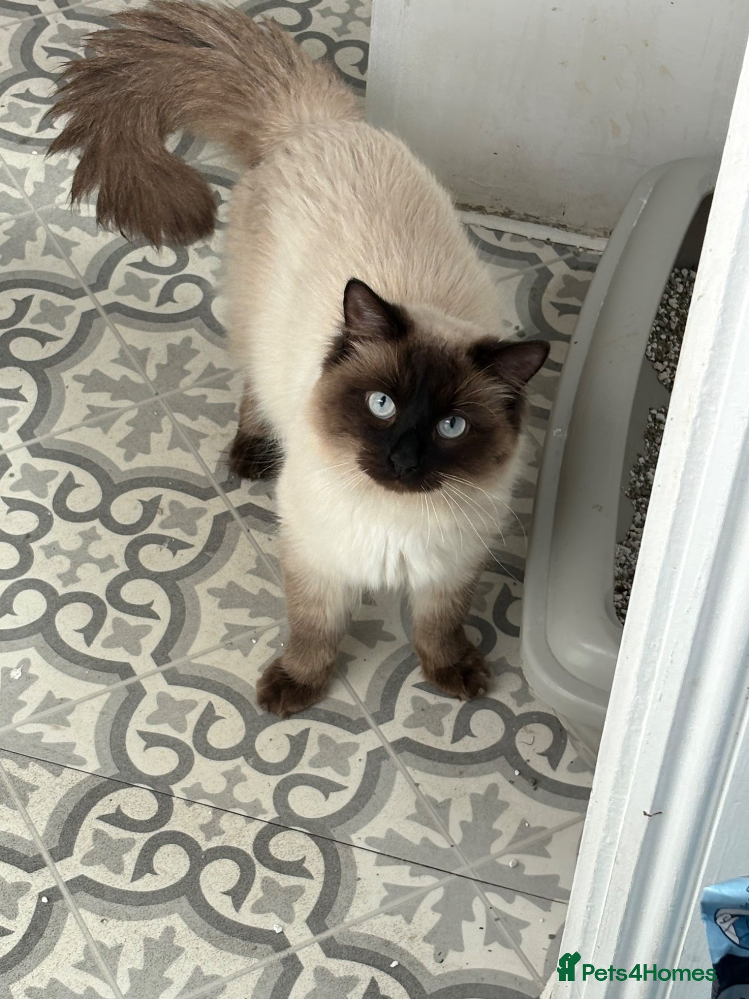 Ragdoll cats GCCF registered RAGDOLL STUD - Advert 1