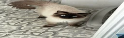 Ragdoll cats for stud: RAGDOLL STUD - Advert 2