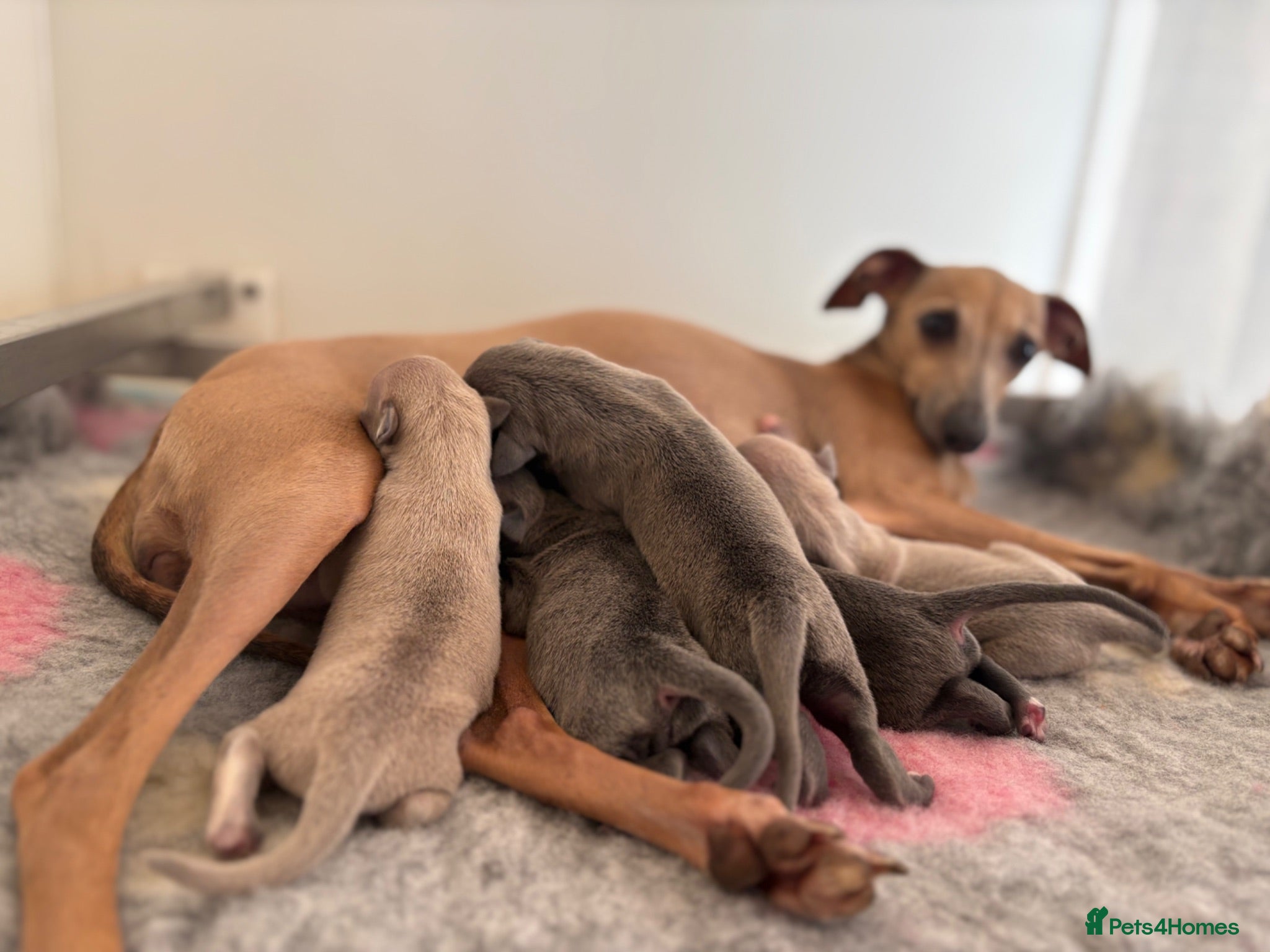 Italian Greyhound dogs Only one left. KC registered Italian Greyhounds - Advert 4
