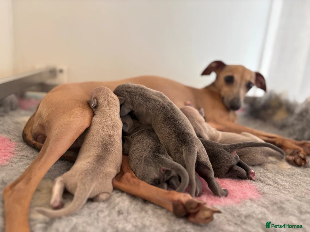 Italian Greyhound dogs for sale: Only one left. KC registered Italian Greyhounds - Advert 1