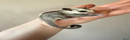 Sugar Glider rodents for sale: White face male Sugar glider available  - Advert 2