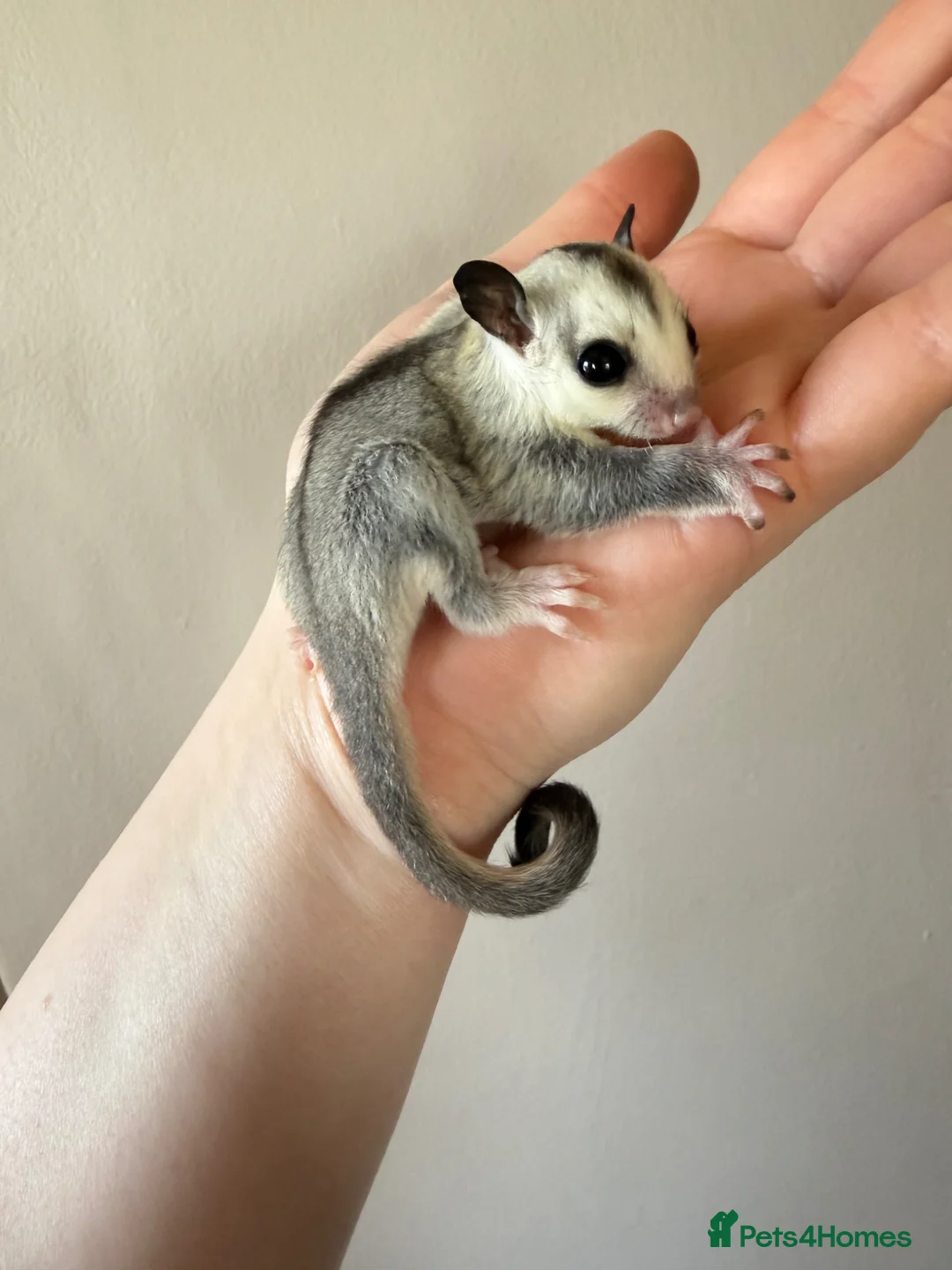 Sugar Glider rodents for sale: White face male Sugar glider available  - Advert 2