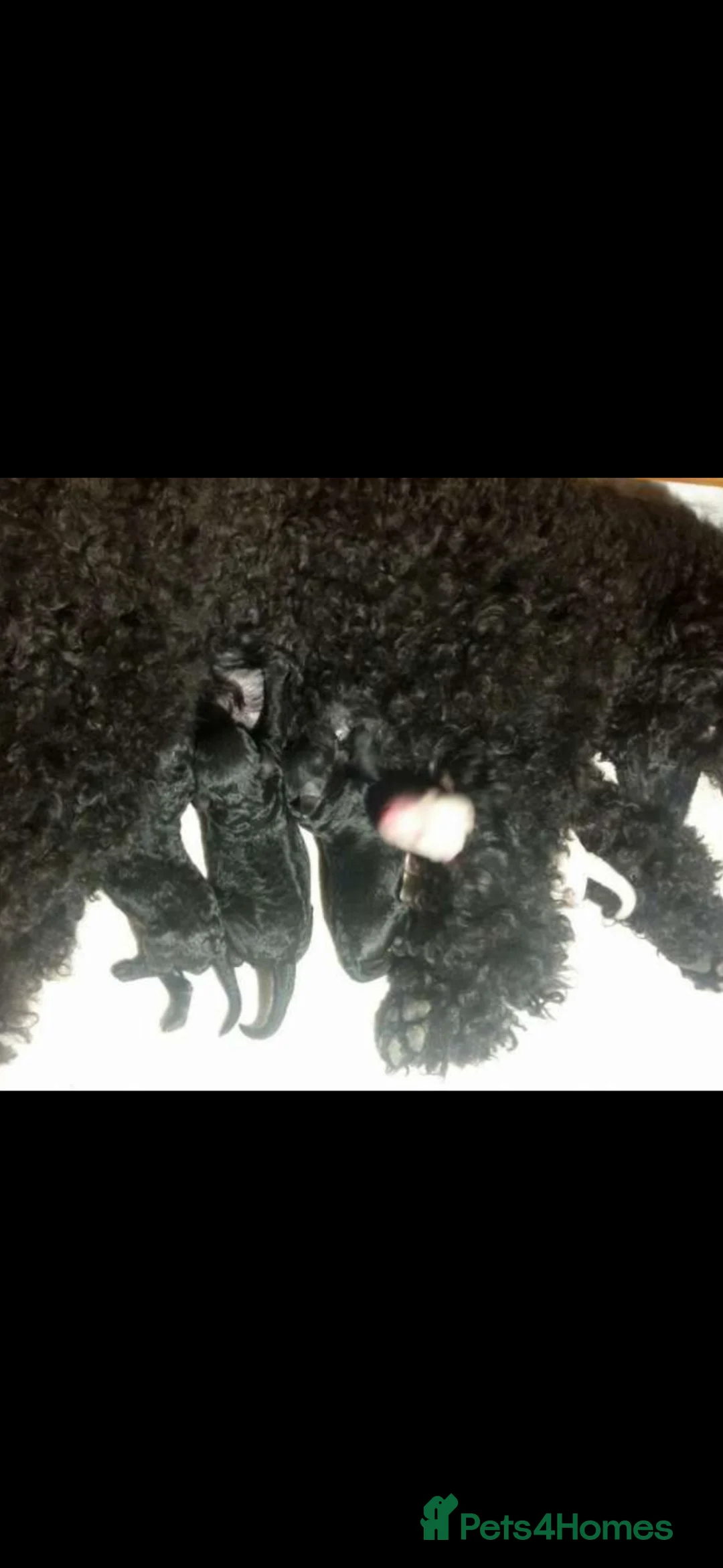 Maltipoo dogs for sale: 🐶 Stunning Mini maltipoo puppies (toy poodle) 🐶  - Advert 2