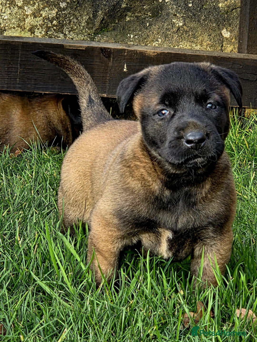 Belgian Shepherd Dog dogs for sale: Dutch Herder x Mali Pups 🔥 - Advert 16