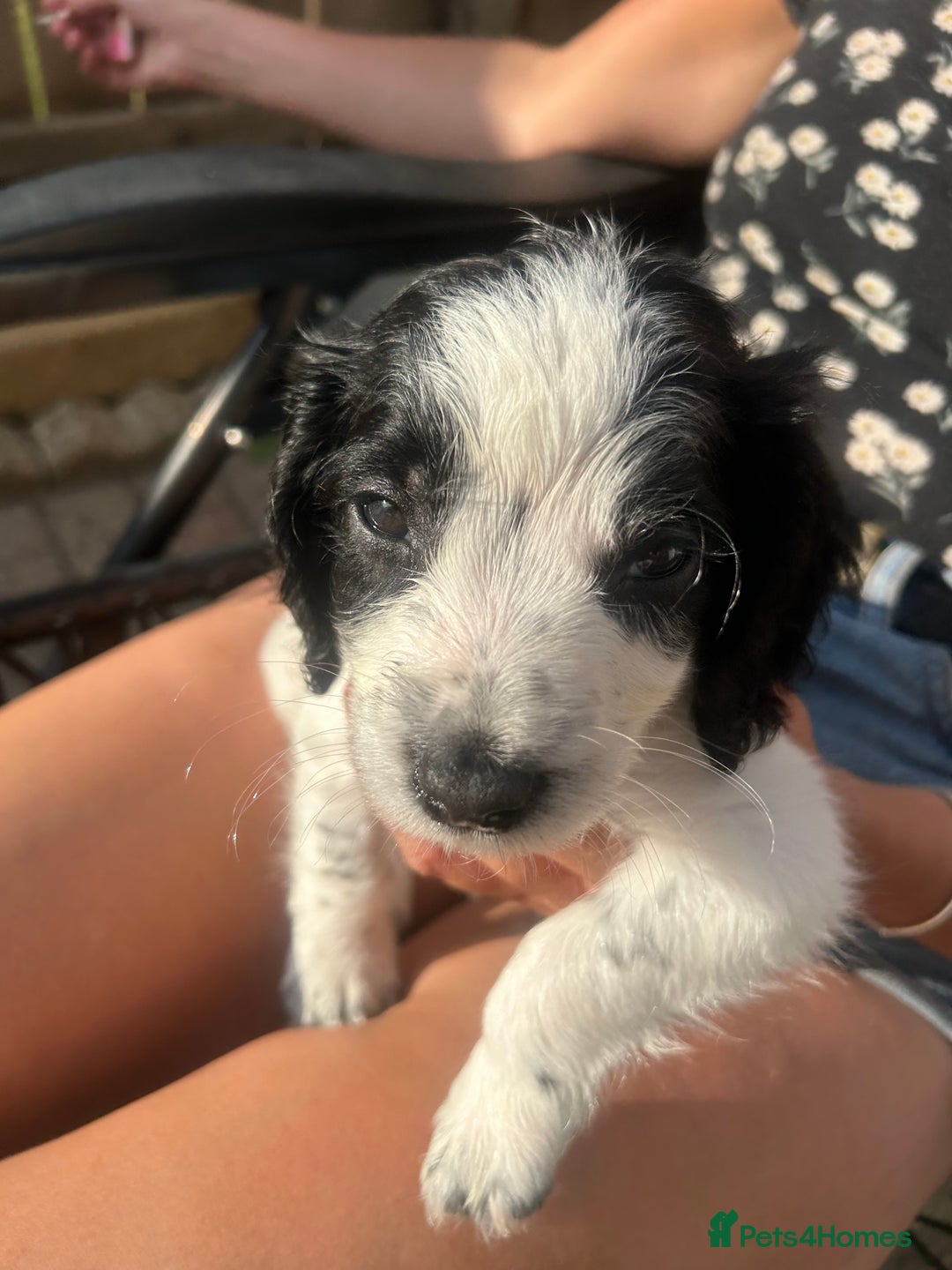 Cocker Spaniel dogs for sale: 1 beautiful cocker spaniel bony left  - Image 3