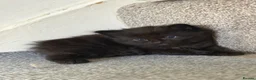 Mixed Breed cats for sale: Four Stunning Ragdoll  & Ragamuffin kittens  - Advert 26