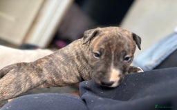 English Bull Terrier dogs for sale: English bull terrier (working type) - Image 6