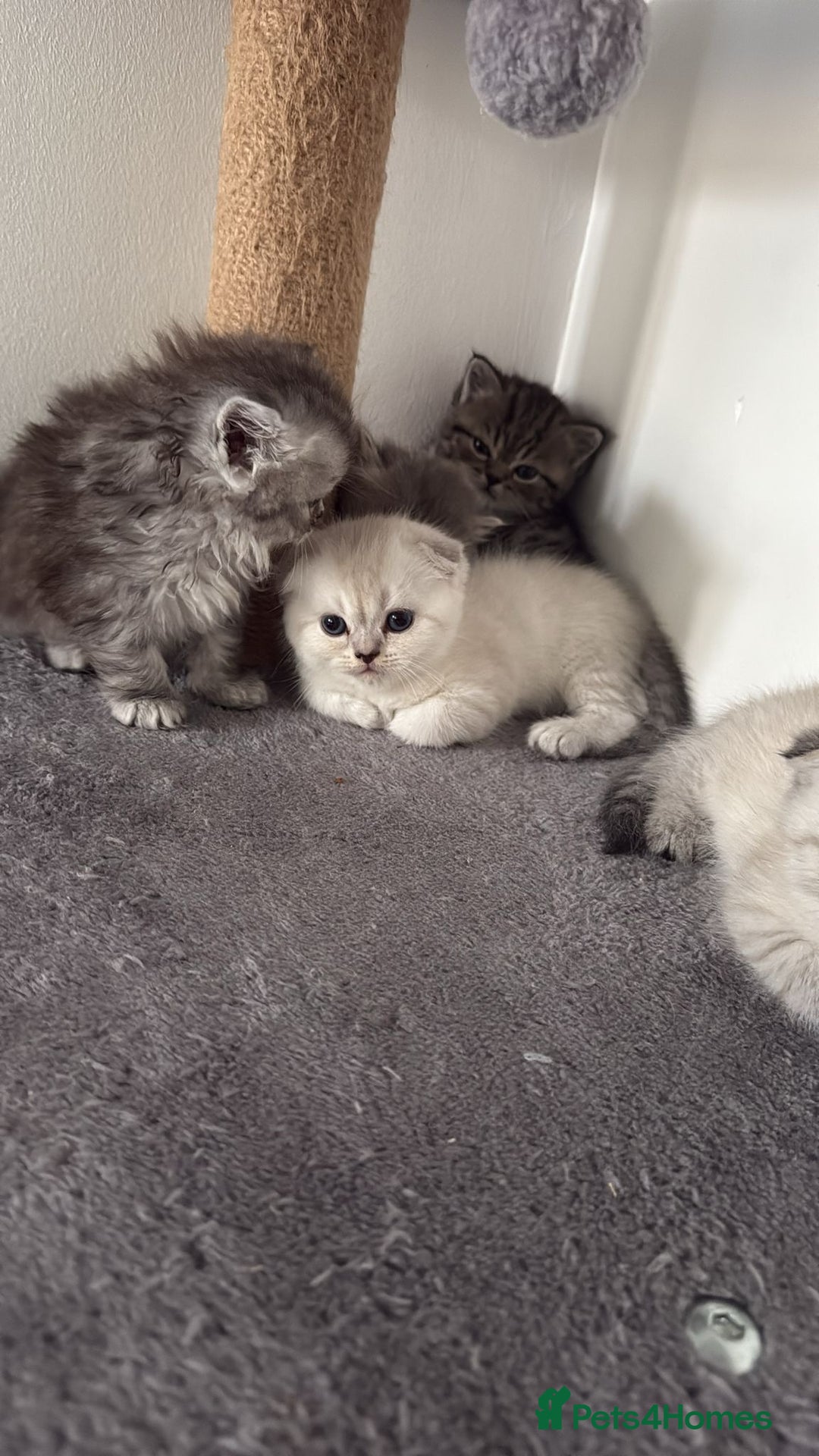 British Shorthair cats for sale: Scottish fold / British short hair  - Image 12