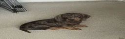 Dachshund dogs for sale: KC Wirehaired standard Dachshund puppies - Advert 10