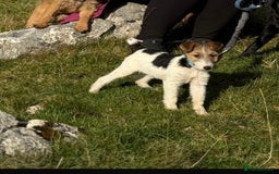 Fox Terrier dogs for sale: Stunning fox terrier bitch - Image 2