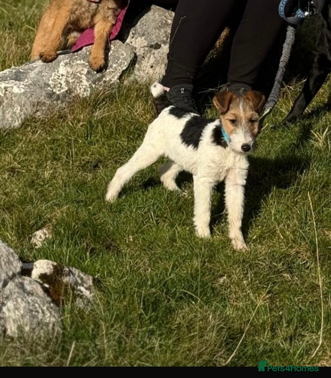 Fox Terrier dogs for sale: Stunning fox terrier bitch - Image 2