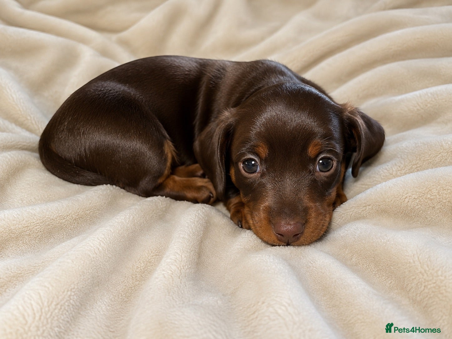 Miniature Dachshund dogs 👑⭐️Quality KC Miniature Dachshunds⭐️👑 - Advert 1