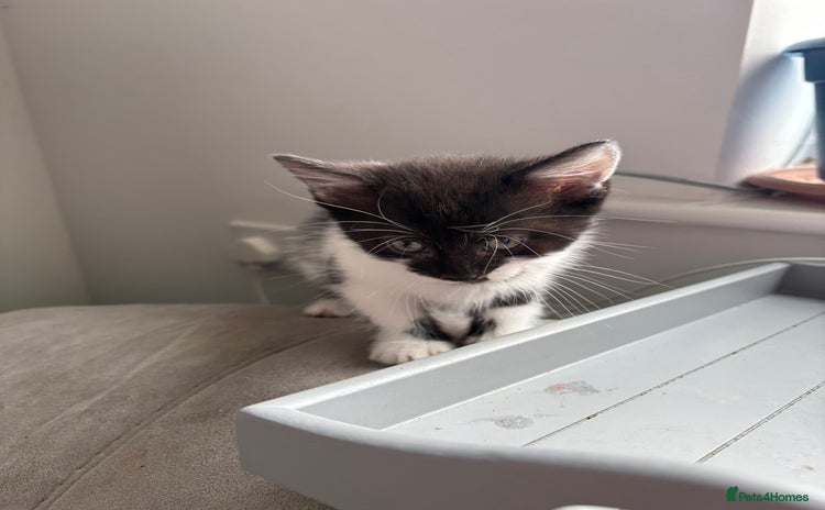 Domestic Shorthair cats - Advert 6